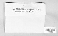 Dialonectria sanguinea image